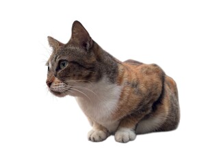 A female cat showcasing a serene and attentive posture isolated on white background. The cat is on guard so as not to be disturbed by other cats