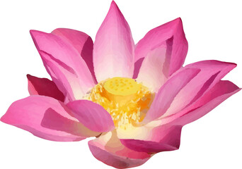 lotus pink flower blooming1