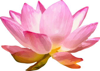 lotus pink flower blooming5