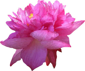 lotus pink flower blooming6