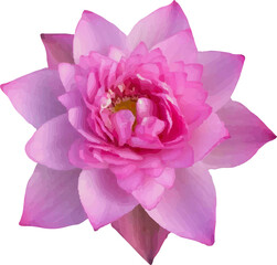 lotus pink flower blooming7