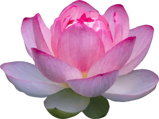 lotus pink flower blooming4