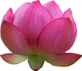 lotus pink flower blooming11