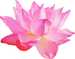 lotus pink flower blooming9