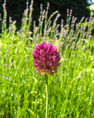 A purple allium with a dense, round inflorescence of many small flowers rising above green foliage. Its elegant form and bright color give it expressiveness and garden appeal.