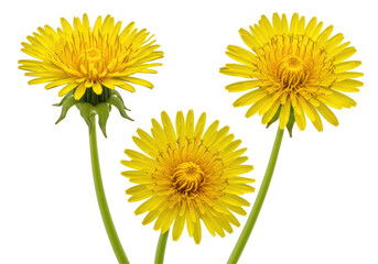 Isolated Three Yellow Dandelion Flowers