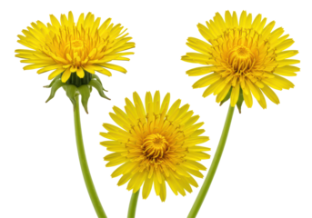 Isolated Three Yellow Dandelion Flowers