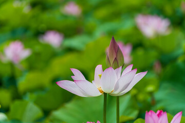 Obraz premium 開き始めた蓮の花と蕾の対比