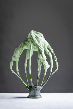 A metal whisk covered in a light green whipped mixture against a gray background.