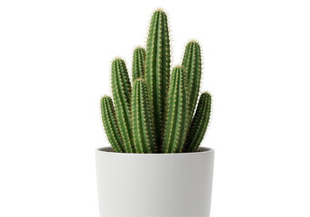 Isolated Cactus in White Pot Houseplant Decoration
