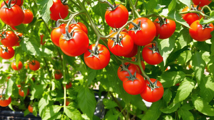 juicy ripe red tomatoes grow on a bush in a garden bed, vegetables, farm, harvest