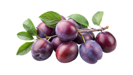 Fresh plums on a branch with green leaves against a white background