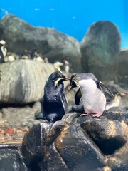 penguin on the rocks