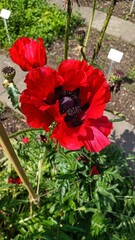 red poppy flower