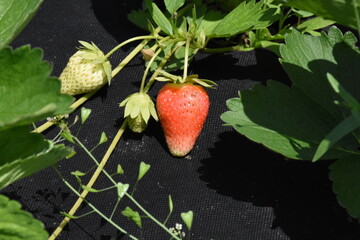 Ripe Strawberry Growing in Garden