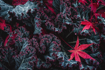 Abstract plant in drops of water.