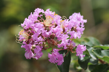 Close up  Pink  Tabebuia rosea blossom