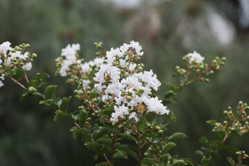 Close up  white Tabebuia rosea blossom