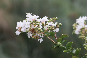 Obraz premium Close up white Tabebuia rosea blossom