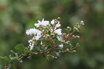 Close up  white Tabebuia rosea blossom
