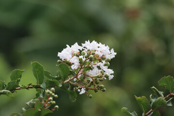 Close up  white Tabebuia rosea blossom
