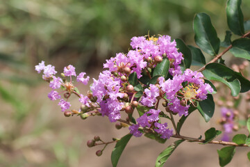 Obraz premium Close up Pink Tabebuia rosea blossom