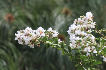 Close up  white Tabebuia rosea blossom