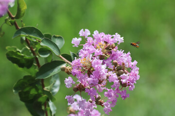 Close up  Pink  Tabebuia rosea blossom