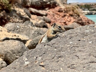 Eichhörnchen auf dem Felsen