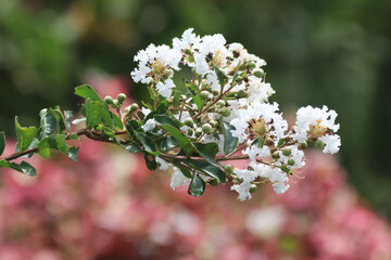 Obraz premium Close up white Tabebuia rosea blossom