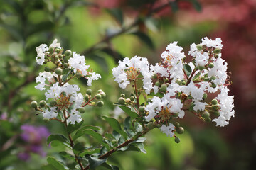 Close up  white Tabebuia rosea blossom