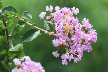 Close up  Pink  Tabebuia rosea blossom