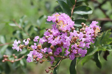 Close up  Pink  Tabebuia rosea blossom