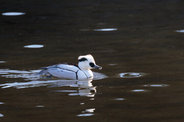 パンダ鴨　ミコアイサ