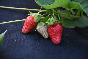 Ripe Strawberry Growing in Garden