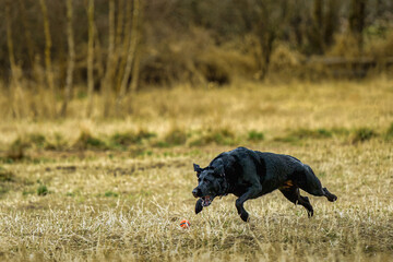 2025-03-02 OLDER BLACK LABRADOR CHASING A BALL WITH FOUR PAWS OFF THE GROUND AND A INTENSE STARE AT THE OFF LEASH DOG AREA AT MARYMOOR PARK IN REDMOND WASHINGTON