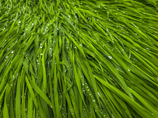 Vibrant blades of grass covered in water droplets outdoors