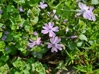 Serene Beauty: Blue Phloxes in Bloom