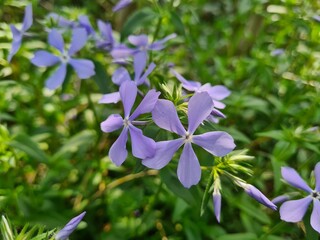 Serene Beauty: Blue Phloxes in Bloom