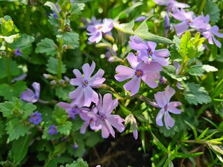 Serene Beauty: Blue Phloxes in Bloom