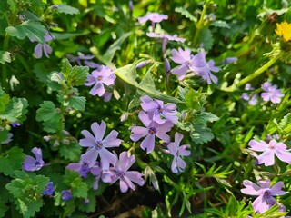 Serene Beauty: Blue Phloxes in Bloom