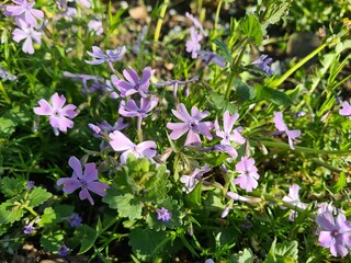 Serene Beauty: Blue Phloxes in Bloom