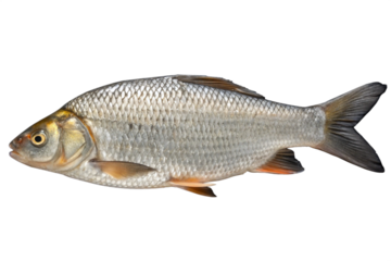 hilsa fish on a white background png.