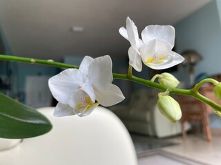 white orchid