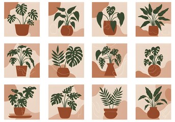 set of plants in pots