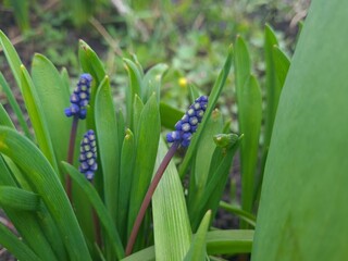 Fototapeta premium Blooming Blue Muscari: A Delicate Springtime Garden Display 