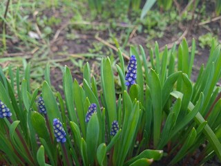Fototapeta premium Blooming Blue Muscari: A Delicate Springtime Garden Display 