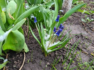 Obraz premium Blooming Blue Muscari: A Delicate Springtime Garden Display 