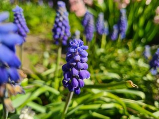 Blooming Blue Muscari: A Delicate Springtime Garden Display
