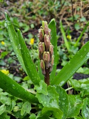 Blooming Hyacinth in Spring Garden

